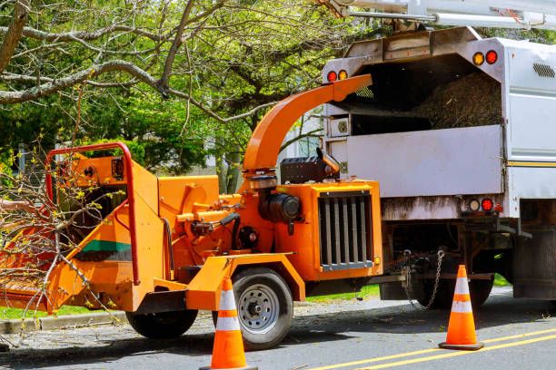 How Our Tree Care Process Works  in  Medina, WA